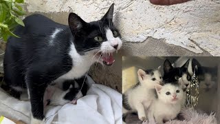 The story of rescuing a grumpy cat and two kittens  After 29 days [upl. by Kotick]