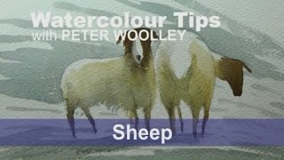 Watercolour Tip from PETER WOOLLEY Sheep [upl. by Novikoff]