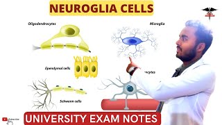 Neuroglia Cells  Glia cells Astrocytes oligodendrocytes Schwan cellsCNS Physiology [upl. by Carma]