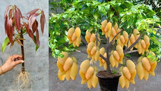 Great Technique For Grafting Mango Tree With Aloe Vera and egg how to grow mango tree many fruits [upl. by Towbin]