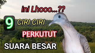 cara mengetahui ciri perkutut suara BESAR [upl. by Adelaide3]