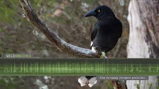 Pied Currawong Calls amp Sounds [upl. by Aihsatsan593]