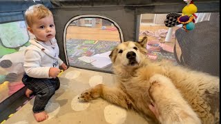 Giant Malamute Breaks Into Babys Room For Attention [upl. by Agnesse]