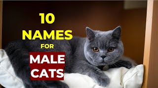 Top 10 Cutest Male Cat Names [upl. by Burroughs]