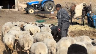 KOYUNCULUK BÖYLE YAPILIRSA ÇOK PARA KAZANIR  EVİMİ TARLAMI BU KOYUNLAR SAYESİNDE ALDIM [upl. by Lonyer806]