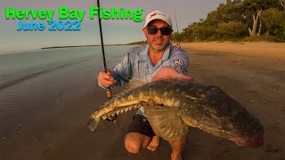 Hervey Bay Land Based Fishing  June 2022 [upl. by Eivi11]