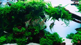 Fresh water planted aquarium platinum angelfish 🐠🐟 how to care angelfish easy [upl. by Leiser]