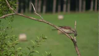 Ťuhýk obecný Redbacked Shrike [upl. by Enelez]