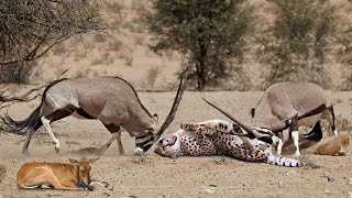 OMG Mother Gemsbok Knock Down Cheetah With Their Horns To Save Her Baby  Gemsbok vs Lions Cheetah [upl. by Reuven]