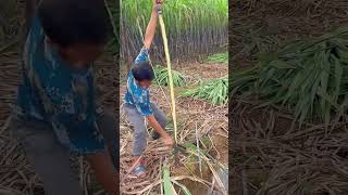 The process of peeling sugar cane with the knife [upl. by Opalina]