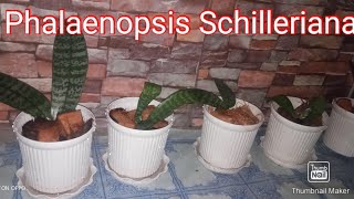 Repotting My Phalaenopsis Schilleriana Orchids [upl. by Fitzgerald287]