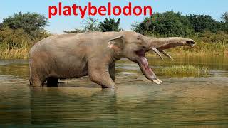 platybelodon [upl. by Jovi]