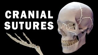 CRANIAL SUTURES ANATOMY [upl. by Tosch]