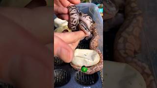 Amazing Snakes molinarosnakelab diy python shorts eggs snakeeggs snakebreeding ballpython [upl. by Zorine]