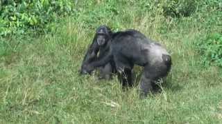 Chimpanzees fighting on Ngamba Island in Uganda [upl. by Nnainot]