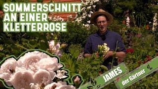 Kletterrosen im Sommer  so klappt der Schnitt einer mehrfach blühenden Rose  James der Gärtner [upl. by Arola]