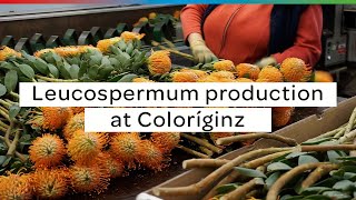 Leucospermum production at Coloríginz [upl. by Erwin108]