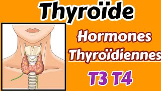 Thyroïde et hormones thyroïdiennes métabolisme régulation hyperthyroïdie [upl. by Boyse901]