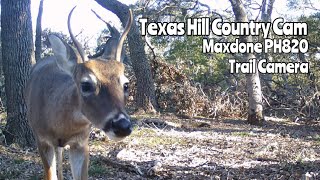 Tx Hill Country Maxdone PH820 Trail Camera Feb 2024 [upl. by Pegasus]