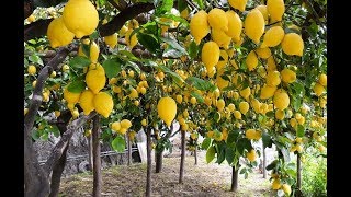 Lemon Agriculture  Gandharaj Lemon Farming and Cultivation of lemon [upl. by Karlen30]