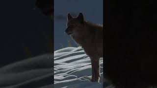 The Gray Wolf is going for a Grammy AnimalFacts NatGeoKids AmazingAnimals [upl. by Sibie]