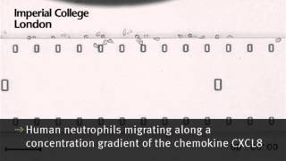 Human neutrophils migrating along a concentration gradient of the chemokine CXCL8 [upl. by Tloc]