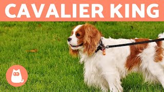 Cavalier King  Carattere e addestramento [upl. by Aissirac]