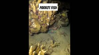 Endangered Fish fishing seafood fish parrotfish molmol [upl. by Atled931]