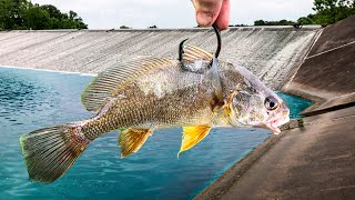 Im Going to Need a BIGGER NET for this NEW SPILLWAY [upl. by Harrell]