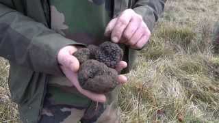 Chasseur de Truffes [upl. by Ennovyahs]