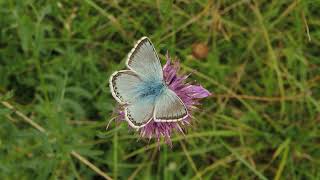 Chalkhill Blue Polyommatus coridon Male [upl. by Natsreik]