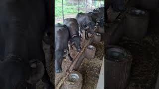 Buffalo lover punjabisong shortsfeed shorts short buffalo buffaloes 🐃🐃🐃💸🐃🐃🥰🥰🥰🥰🥰🥰🥰🥰🥰🥰🥰🥰🥰🥰🥰🥰🥰🥰🥰🥰 [upl. by Aidahs]