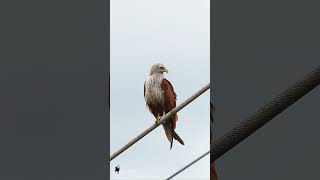 Brahminy Kite Beauty and Strength wildlife youtubeshorts [upl. by Meave]