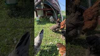 Rooster Crowing inside our DIY Chicken Coop  Hens Clucking Sounds roostercrowing [upl. by Nekal825]