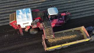 Melton ConstableNorfolk 2024 Potatoe Harvest [upl. by Leunas]