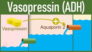 Vasopressin Release and Mechanism of action  Antidiuretic Hormone [upl. by Isobel]