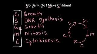 How to memorize cell cycles  mnemonic techniques [upl. by Gnort]