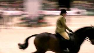 HOYS 09 SFAS Cobs gallop [upl. by Heidt303]