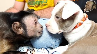 Capuchin Monkey amp Pit Bull FIRST MEETING GONE CUTE [upl. by Trisa]