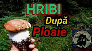 Hribi după ploaie Boletus EDULIS Munții Apuseni [upl. by Tneicniv680]