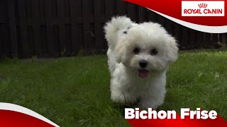 Bichon Frise Sensibilities [upl. by Lucas352]