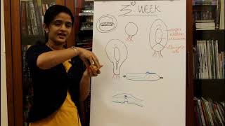 GENERAL EMBRYOLOGY  THE THIRD WEEK OF HUMAN DEVELOPMENT  DR ROSE JOSE MD DNB MNAMS [upl. by Anaeg425]