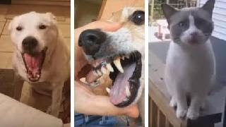 Animales cantando Du hast [upl. by Odranoel]