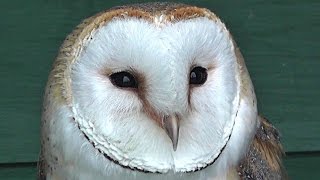 Barn Owl at Screech Owl Sanctuary [upl. by Petrick]