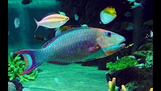 イロブダイ Bicolor parrotfish Cetoscarus ocellatus [upl. by Mateusz]