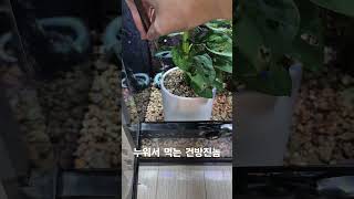 편하게 살더니 건방져진 아브로니아 아브로니아 도마뱀 파충류 abronia [upl. by Nirek]