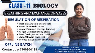 REGULATION IF RESPIRATION  BREATHING AND GASEOUS EXCHANGE  CLASS 11 BIOLOGY CBSE [upl. by Annaigroeg]