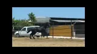 LIO N caballo pre español Yeguada Nieto andalusian horse [upl. by Nahtannoj]