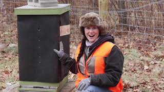 winterizing our beehive in northern Minnesota [upl. by Ainesej]