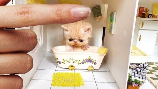 RESCUE the Smallest KITTEN in the World  And building a NEW HOUSE for CAT [upl. by Ardnahcal991]